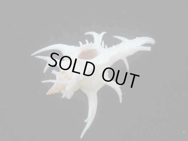 画像3: シカノツノガイ(Chicoreus cervicornis) 特美品 (3)