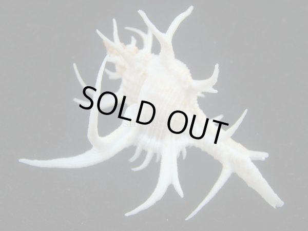 画像2: シカノツノガイ(Chicoreus cervicornis) 大　特美品 (2)