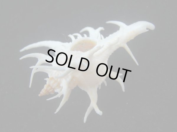 画像3: シカノツノガイ(Chicoreus cervicornis) 大　特美品 (3)