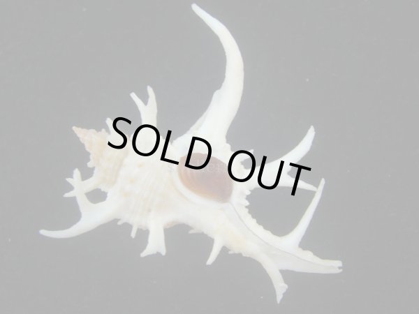 画像1: シカノツノガイ(Chicoreus cervicornis) 大　特美品 (1)