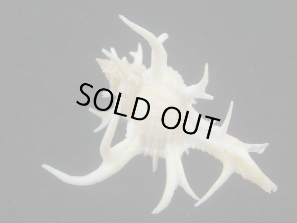 画像2: シカノツノガイ(Chicoreus cervicornis) 大　特美品 (2)