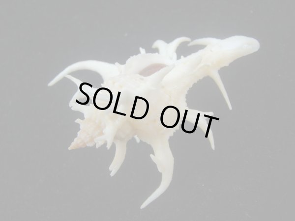 画像3: シカノツノガイ(Chicoreus cervicornis) 大　特美品 (3)