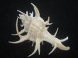 画像2: シカノツノガイ(Chicoreus cervicornis) 大　特美品 (2)