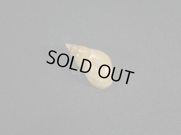 画像2: オオサラサバイ　幼貝 (2)