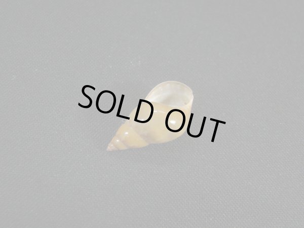 画像3: オオサラサバイ　幼貝 (3)