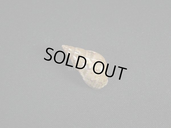 画像2: オオサラサバイ　幼貝 (2)