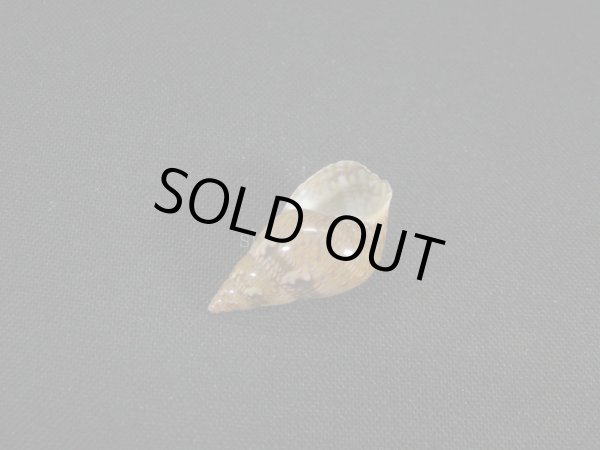 画像3: オオサラサバイ　幼貝 (3)