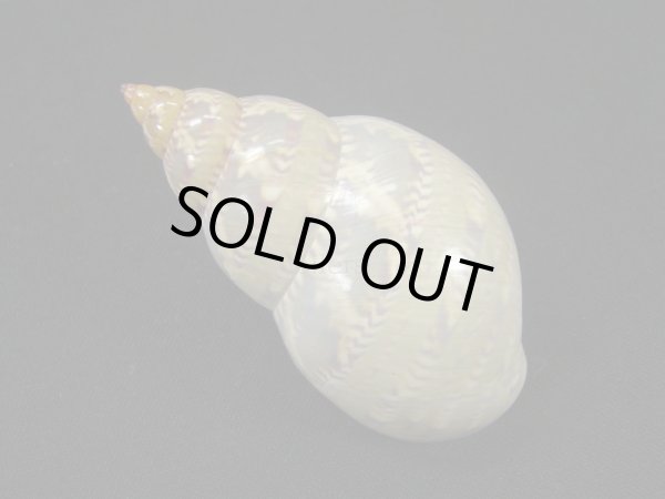 画像2: オオサラサバイ (2)