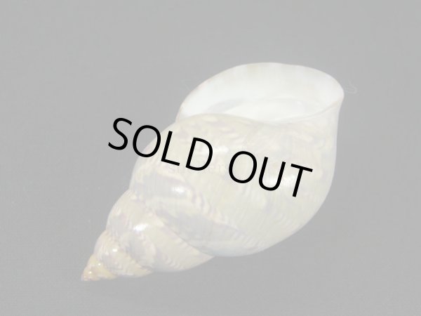 画像3: オオサラサバイ (3)