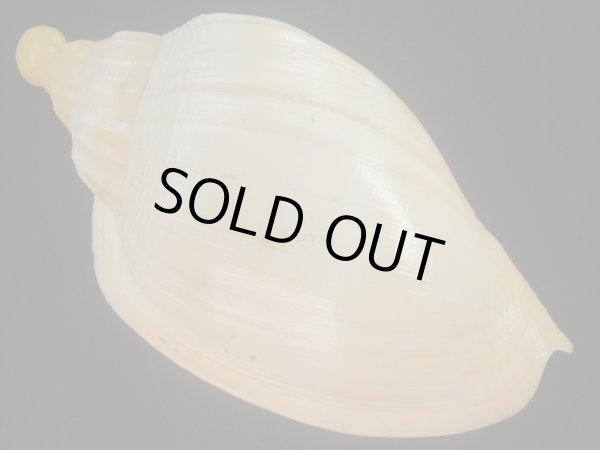 画像2: ダンシャクボラ(Livonia roadnightae) ユニークパターン　美品 (2)