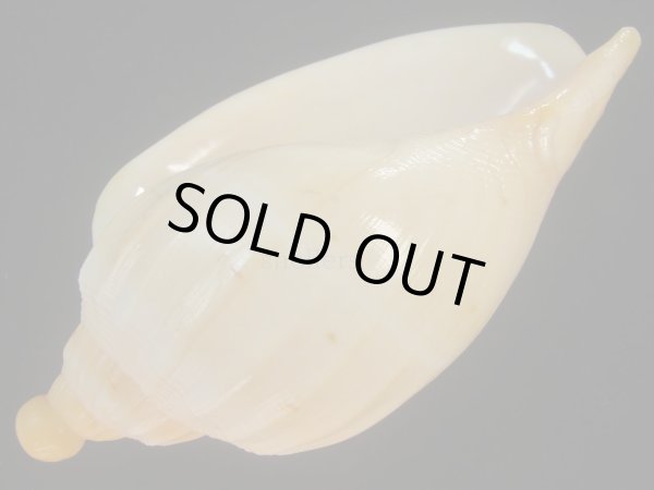 画像3: ダンシャクボラ(Livonia roadnightae) ユニークパターン　美品 (3)