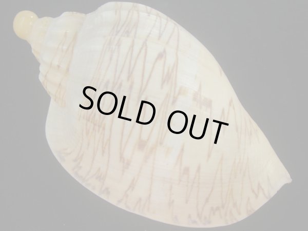 画像2: ダンシャクボラ(Livonia roadnightae) 死殻だけど特美品　多紋型 (2)