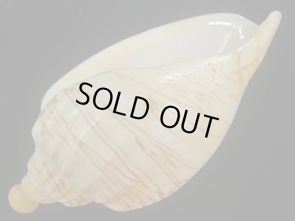 画像3: ダンシャクボラ(Livonia roadnightae) 死殻だけど特美品　多紋型 (3)