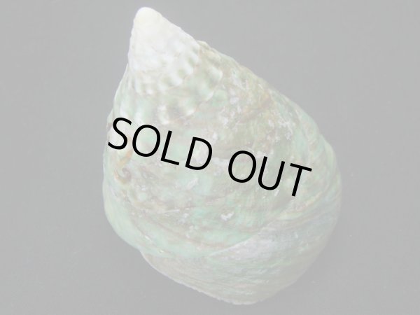 画像2: ミドリ(アラフラ)ギンタカハマ　濃色　大 (2)