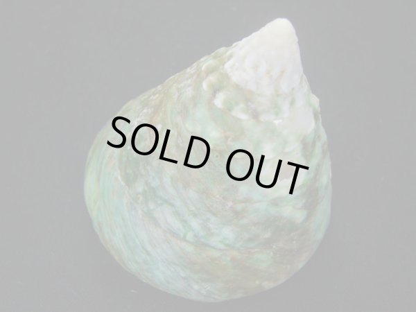 画像3: ミドリ(アラフラ)ギンタカハマ　濃色　大 (3)