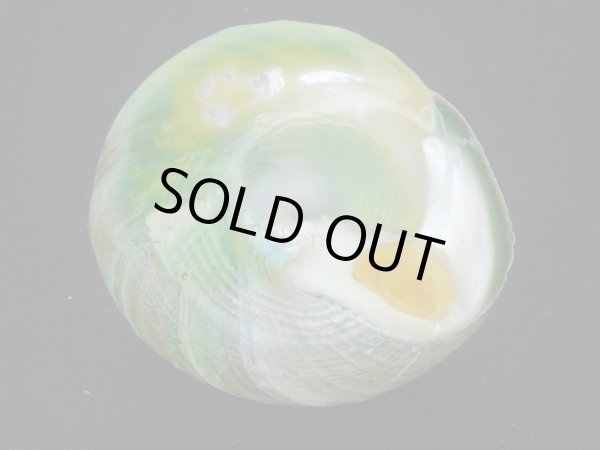 画像4: ミドリ(アラフラ)ギンタカハマ　濃色　大 (4)