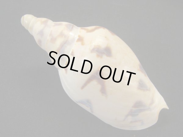 画像2: シマメロンボラ (2)