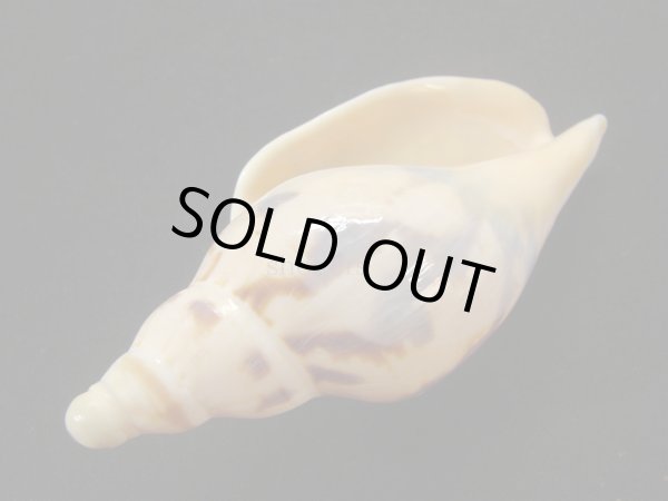 画像3: シマメロンボラ (3)