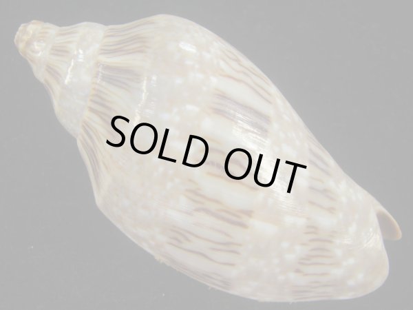 画像2: ミユキコオロギ(Cymbiola nivosa) 老成　美品 (2)