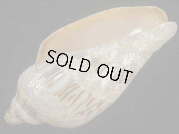 画像3: ミユキコオロギ(Cymbiola nivosa) 老成　美品 (3)