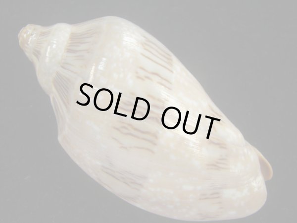 画像2: ミユキコオロギ(Cymbiola nivosa) 老成　美品 (2)