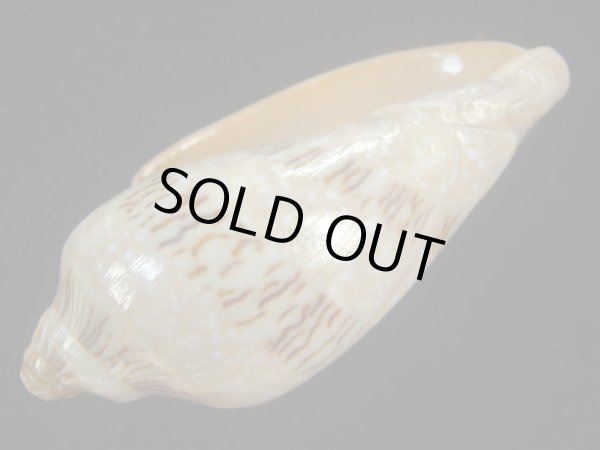 画像3: ミユキコオロギ(Cymbiola nivosa) 老成　美品 (3)