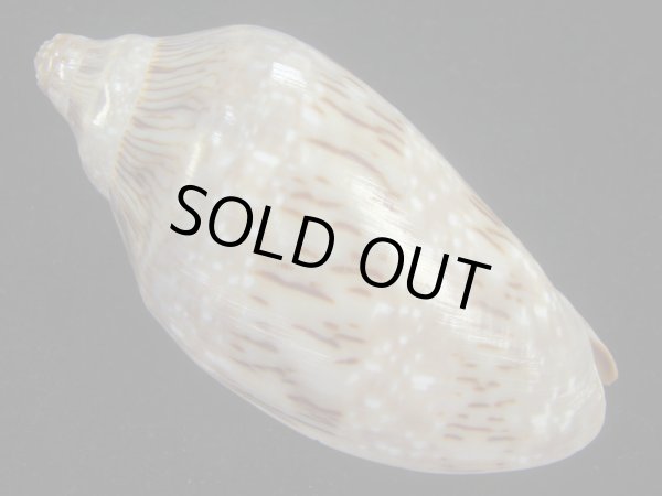 画像2: ミユキコオロギ(Cymbiola nivosa) 老成　美品 (2)