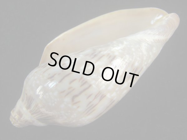 画像3: ミユキコオロギ(Cymbiola nivosa) 老成　美品 (3)