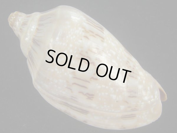 画像2: ミユキコオロギ(Cymbiola nivosa) 老成　美品 (2)