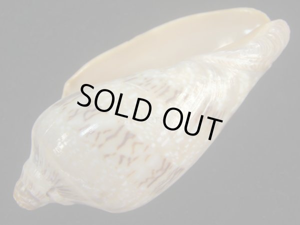 画像3: ミユキコオロギ(Cymbiola nivosa) 老成　美品 (3)