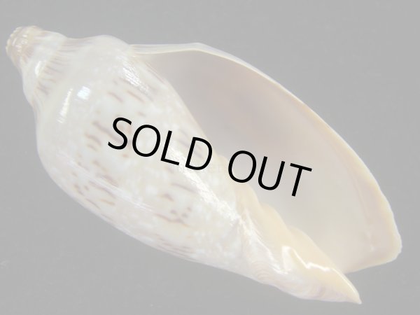 画像1: ミユキコオロギ(Cymbiola nivosa) (1)