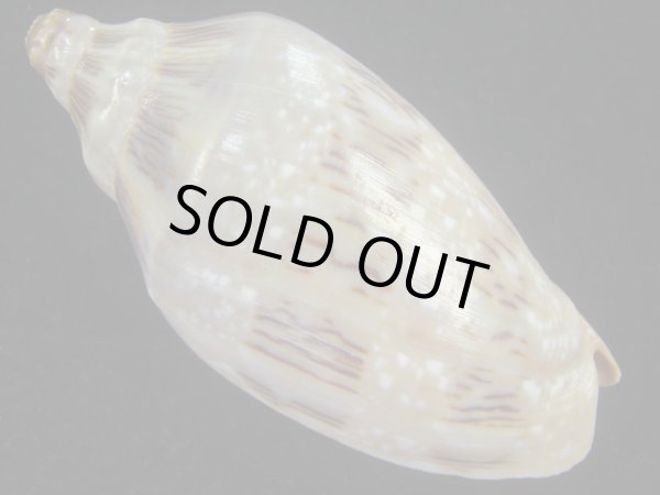 画像2: ミユキコオロギ(Cymbiola nivosa) (2)