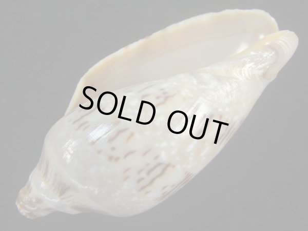 画像3: ミユキコオロギ(Cymbiola nivosa) (3)