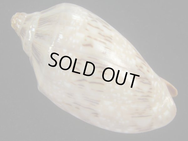 画像2: ミユキコオロギ(Cymbiola nivosa) 老成　美品 (2)