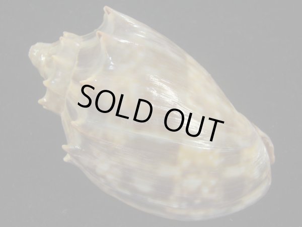 画像2: ウグイスミユキコオロギ(Cymbiola nivosa oblita) 75ｍｍ　特大　特老成　濃色 (2)