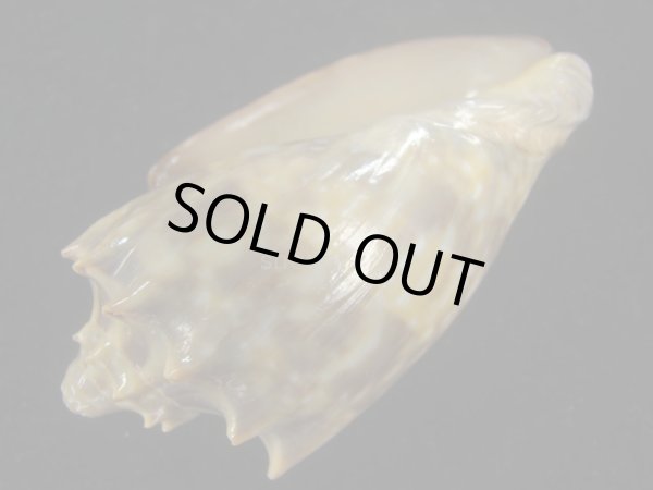 画像3: ウグイスミユキコオロギ(Cymbiola nivosa oblita) 75ｍｍ　特大　特老成　濃色 (3)