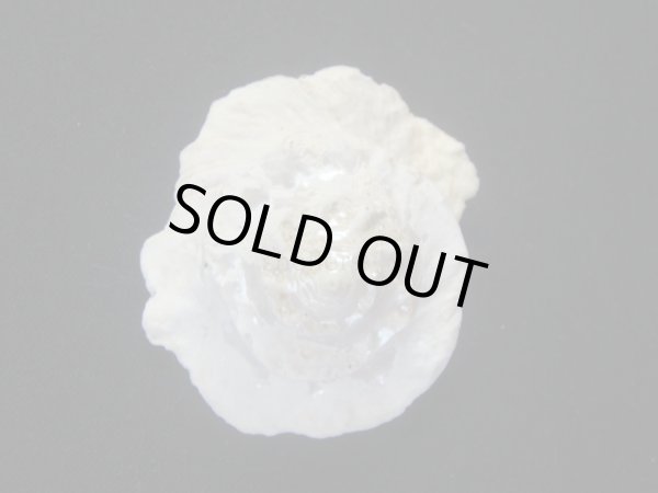 画像2: ヒレビロハグルマウラウズ　大 (2)