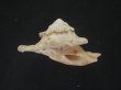 画像1: ヒレビロハグルマウラウズ　死殻だけど大 (1)