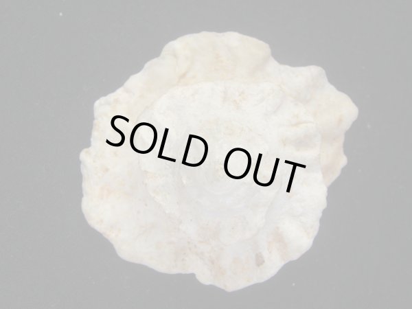 画像2: ヒレビロハグルマウラウズ　死殻だけど大 (2)