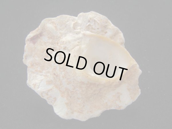 画像3: ヒレビロハグルマウラウズ　死殻だけど大 (3)