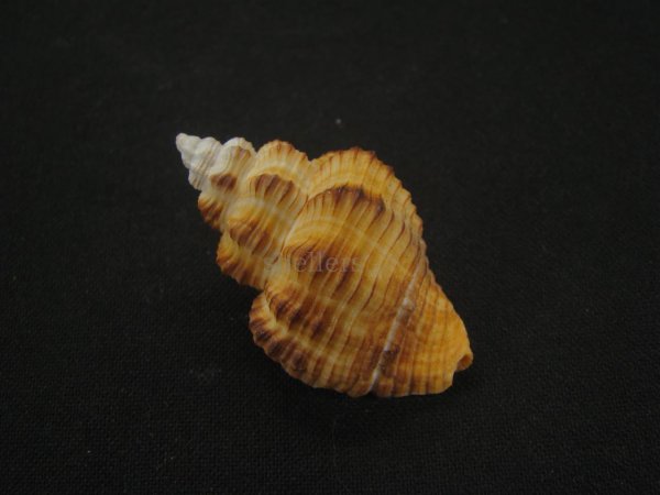 画像2: アカグチホラダマシ (2)