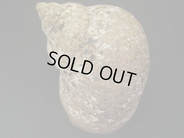 画像2: ダイオウサザエ　大　約745ｇ (2)