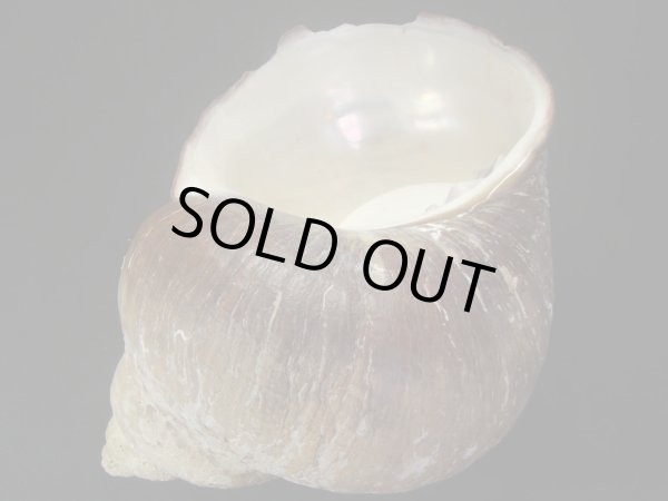 画像3: ダイオウサザエ　大　約745ｇ (3)