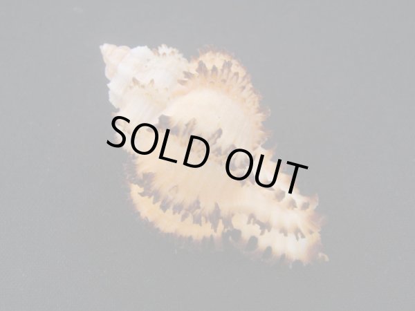 画像2: イソバナツブリ　フォームブルーム (2)