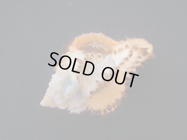 画像3: イソバナツブリ　フォームブルーム (3)