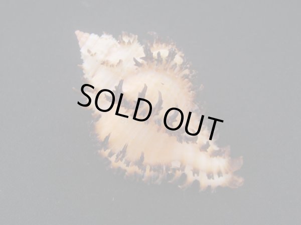 画像2: イソバナツブリ　フォームブルーム (2)