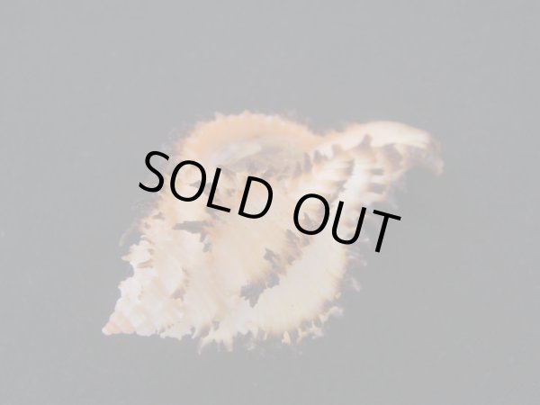 画像3: イソバナツブリ　フォームブルーム (3)