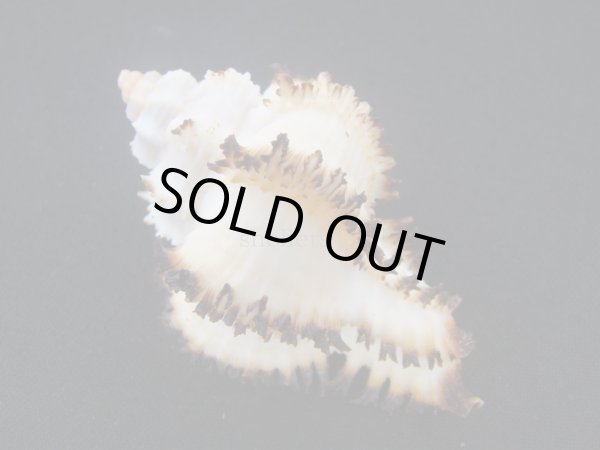 画像2: イソバナツブリ フォームダンピア (2)