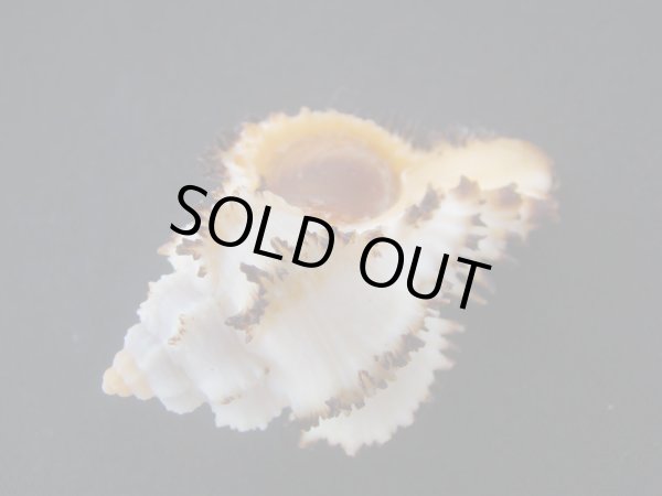 画像3: イソバナツブリ フォームダンピア (3)