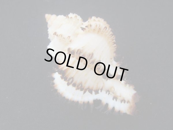 画像2: イソバナツブリ　フォームダンピア (2)